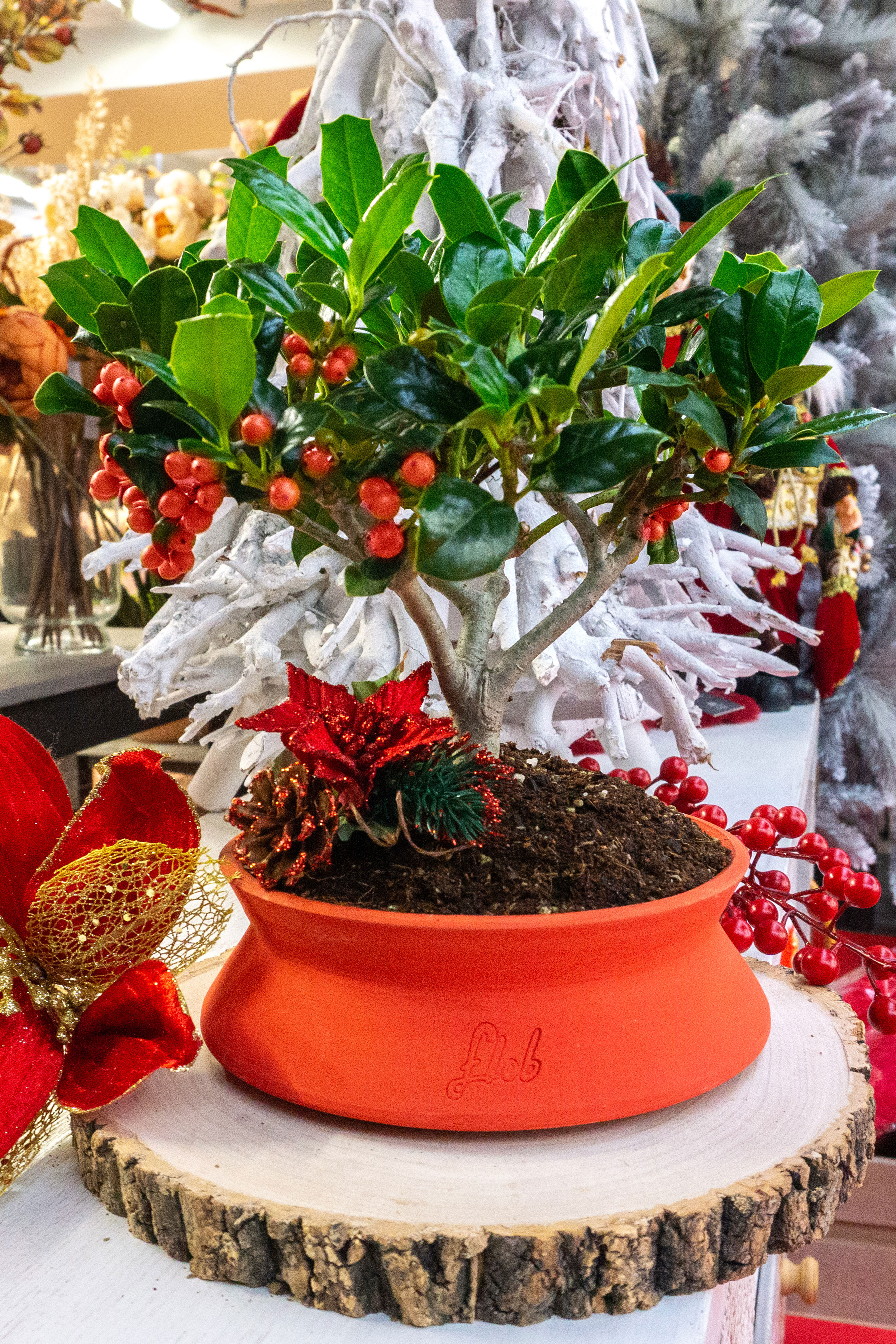 Agrifoglio bonsai